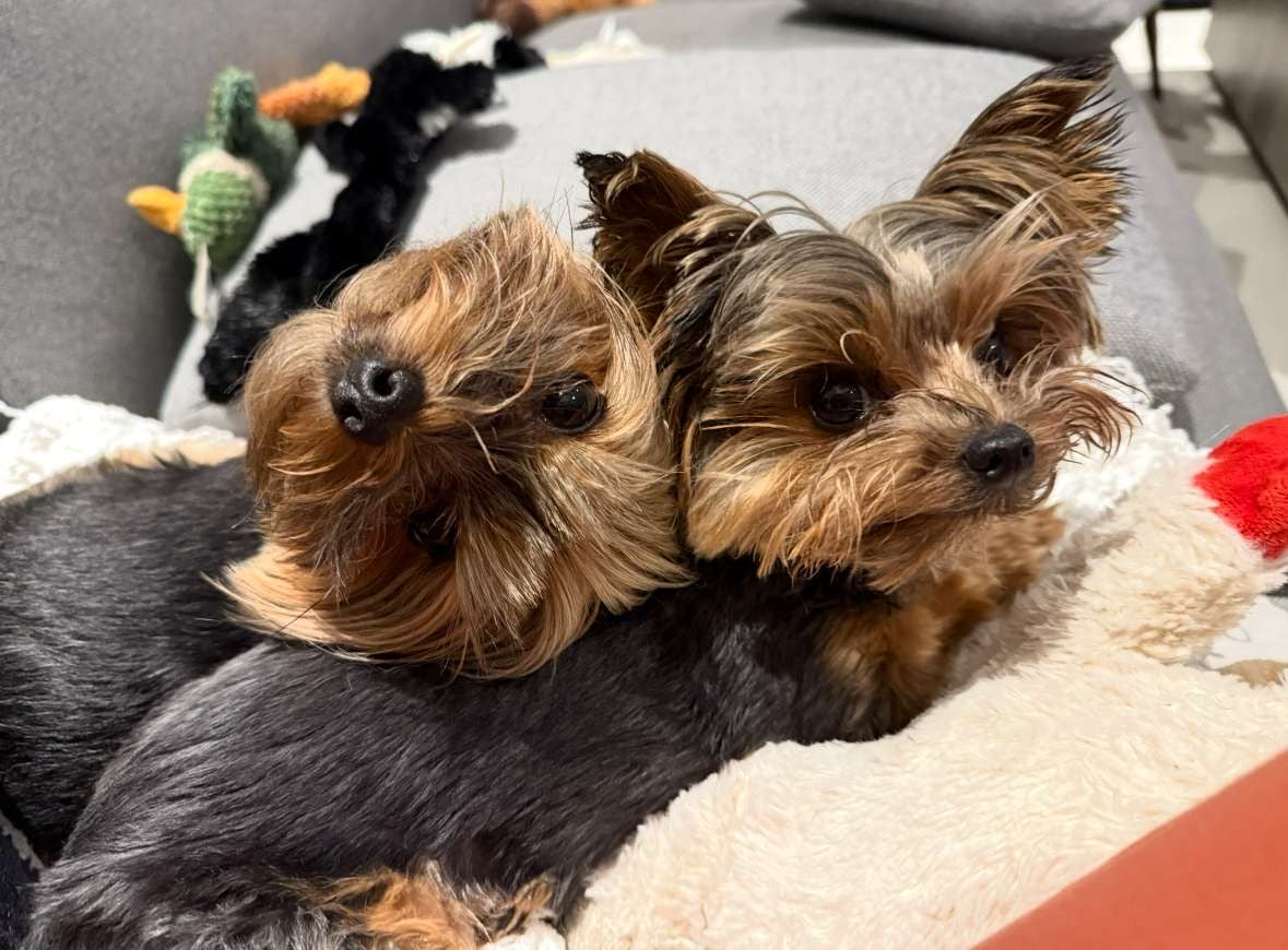 ( Hourly ) Dog Sitting