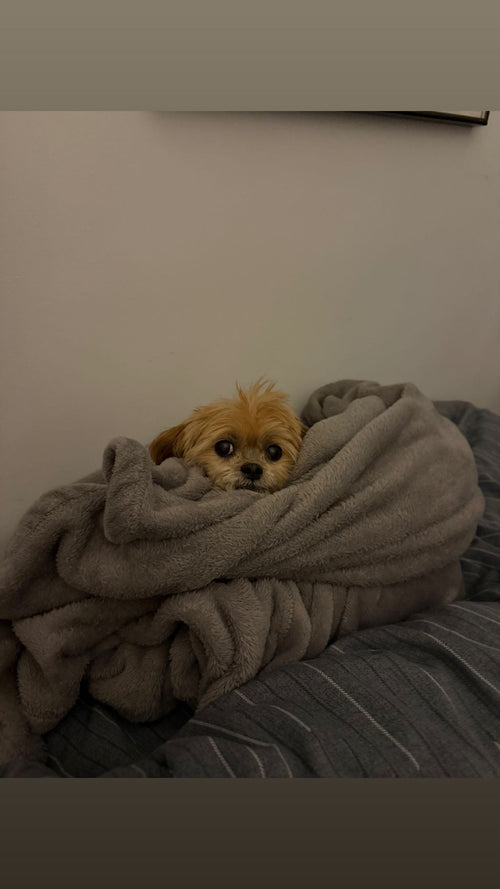 ( Nightly ) Dog Boarding
