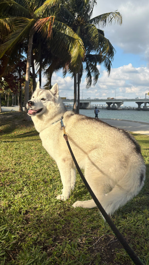 Dog Walk